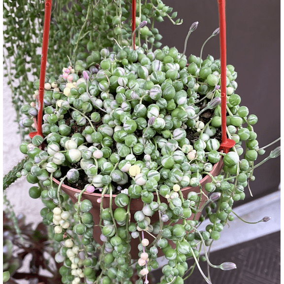 Veriegated String of Pearl Plant Live 2 Inch Pot, Succulent Plants Live in Hanging Basket, Rare Houseplant for Home
