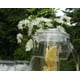 thumbnail image 2 of Pichel Prodyne Infusión Fruta Transparente, 2 of 9