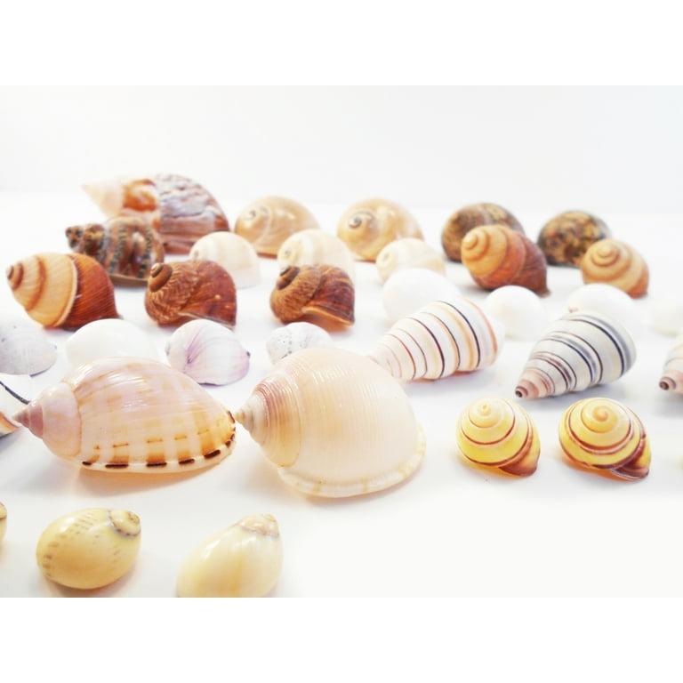 Select 35 Hermit Crab Shells Assorted Changing Seashells SMALL 1/2-2 Size  (opening size 1/4 - 1) Beautiful 
