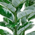 thumbnail image 4 of Northlight 34" Potted Green Artificial Rubber Plant, 4 of 5