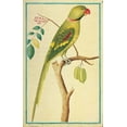 thumbnail image 2 of De Bevere, Pieter 17x24 Black Ornate Wood Framed with Double Matting Museum Art Print Titled - Alexandrine Parakeet, Right facing, 2 of 4