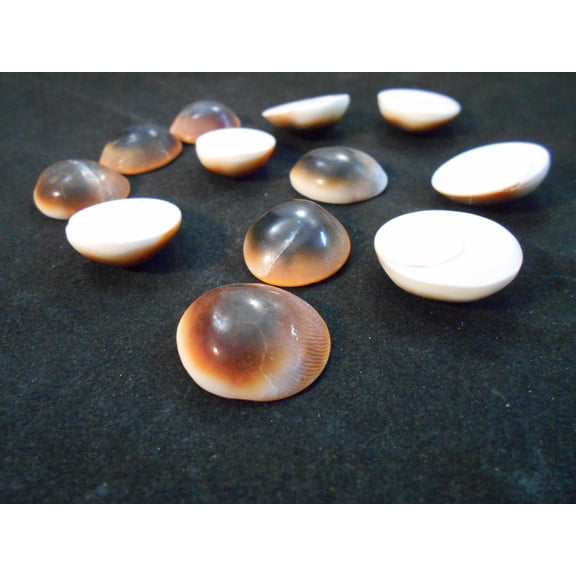 Set of 24 Red Cat Eye Shells (Shiva Shells) Operculum (Size (small) 1/2"-1" (13-26 mm) for Crafts and Nautical Beach Cottage Decor