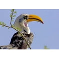 thumbnail image 2 of Williams, Joanne 14x11 White Modern Wood Framed Museum Art Print Titled - Kenya Profile of yellow-billed hornbill bird, 2 of 4