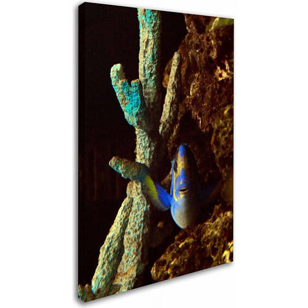 Trademark Fine Art "Fish in the Rocks" Canvas Art by Kurt Shaffer