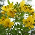 QAUZUY GARDEN Egyptian Senna MMF7 Alexandrina Seeds East Indian Senna