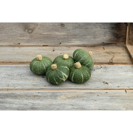 

10 Sweet Jade Kabocha Squash Seeds Easy to Grow Dwarf Sized Kabocha Squash