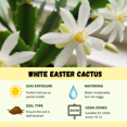 thumbnail image 4 of White Easter Cactus Live Plants, Rare Flower Cactus for Planting, Zygocactus Plant, White Flower Blossom in Winter, 4 of 5