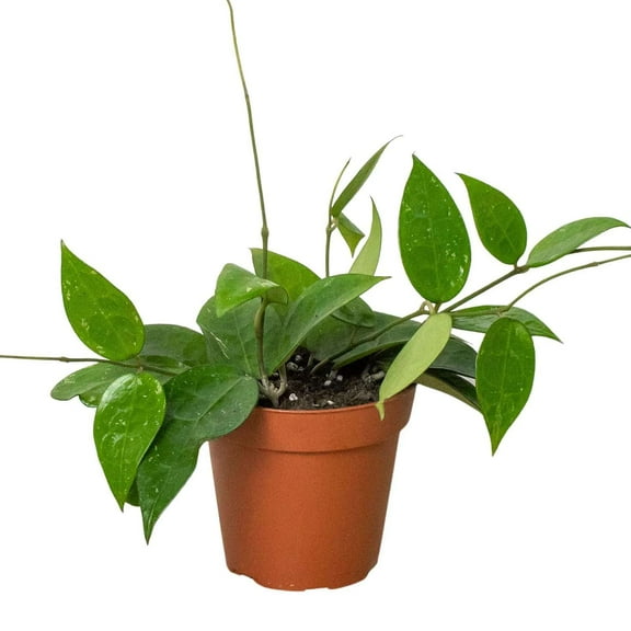 Hoya parasitica Black Margin Live Plant for Indoor | Different Houseplants in 4'' & 6'' Pot | Real House Plant for Living Room, Office, Desk & Bathroom | Wax plant | porcelain flower