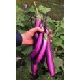 thumbnail image 3 of TomorrowSeeds - Purple Shine Chinese Eggplant Seeds - 200+ Count - For 2026 Planting Long Asian, 3 of 11