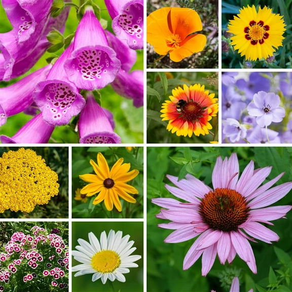 All Perennial Wildflower Mix Seed 1 Oz ~40,000 Seeds – Non-GMO, 10  Flower Varieties | Cut Flower Friendly | 7g Covers 50 Sq Ft | Long-Lasting Color | Zones 5-11 | Easy Landscaping Blend