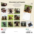 thumbnail image 2 of Chocolate Labrador Retriever Puppies | 2026 12x24" (Hanging) Square Wall Calendar, 2 of 9