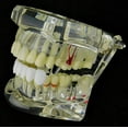 thumbnail image 2 of White Grillz Bottom Teeth  Removable False Fake Six Teeth Plastic Grill Hip Hop Mouth Grills, 2 of 5