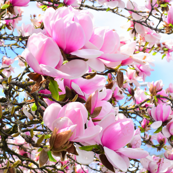 Jane Magnolia Tree Live Plant, 6 to 12 Inch Tall, Fragrant Magnolia Plant Live, Magnolia Bush, in 3 Inch Pot, No Ship To AK, HI, PR