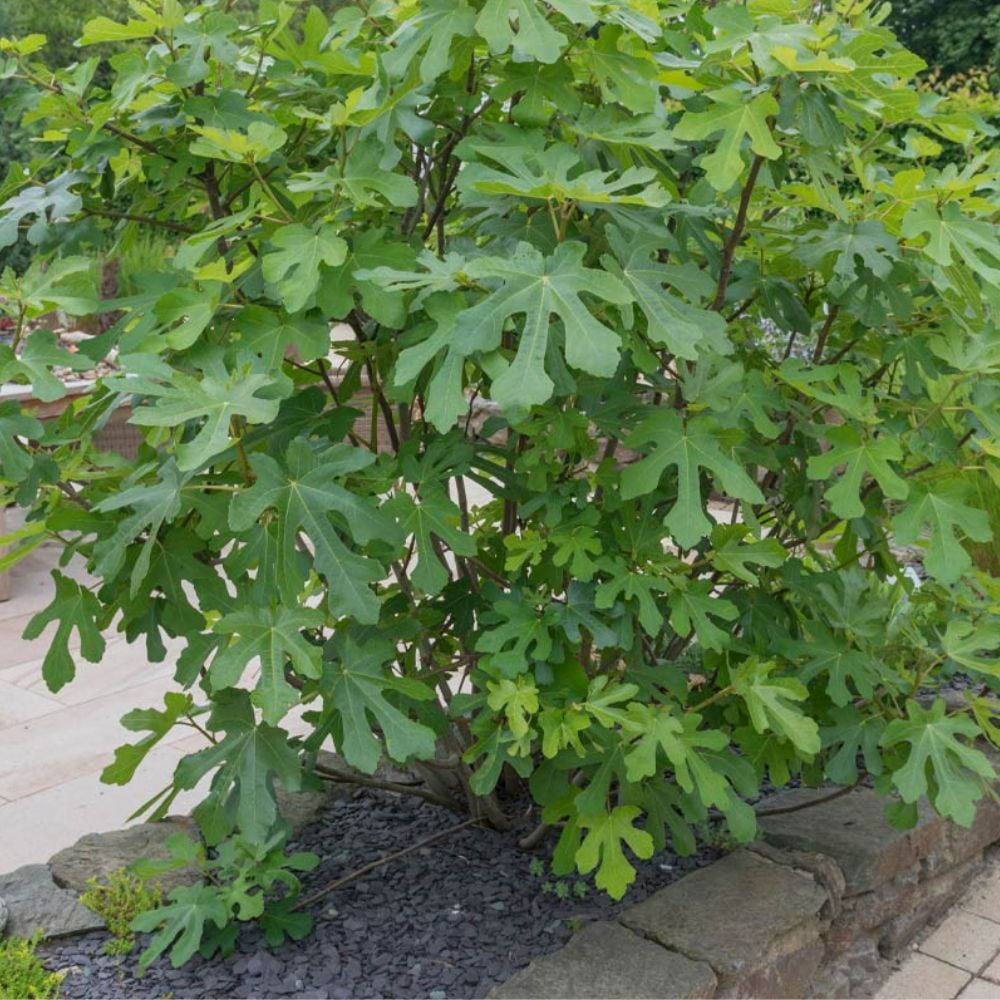 Expert Gardener 2-3 ft. tall Texas Everbearing Fig Live Tree in 5-Gallon Grower Pot