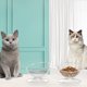 thumbnail image 4 of Cuenco de comida para gatos, boca ancha elevada, protección del cuello, cuenco de alimentación para gatos, cuenco de comida para mascotas, 4 of 8