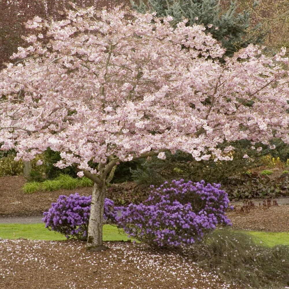 Expert Gardener 2-3 ft. tall Okame Pink Flowering Cherry Live Tree in 5-Gallon Grower Pot