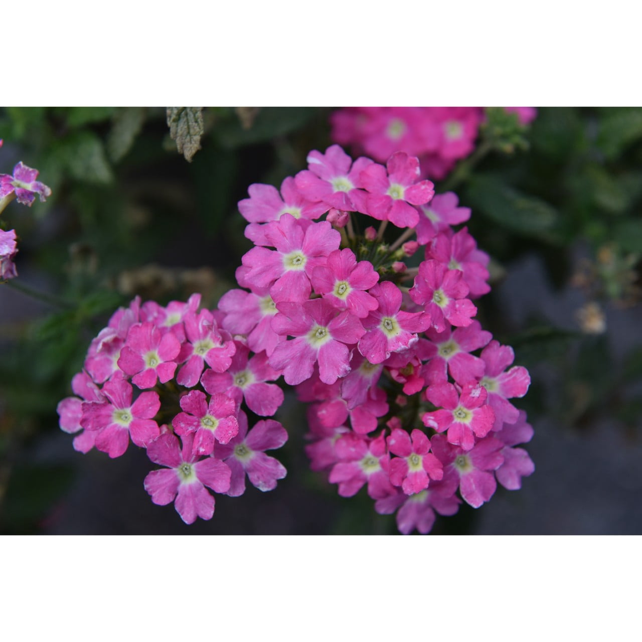 Better Homes & Gardens 2 Gallon Coco Hanging Basket Multicolor Multispecies Annuals Combo Outdoor Live Plants Full Sun