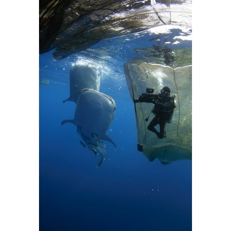 A diver films whale sharks under a fishing platform Poster Print by VWPicsStocktrek