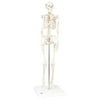 Anatomical model: mini skeleton