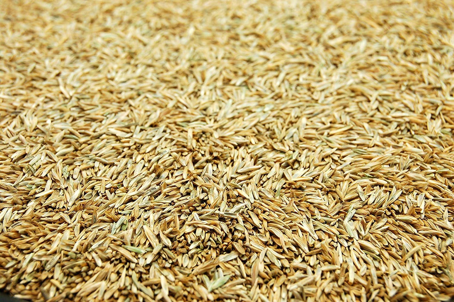 ProTurf Perennial Ryegrass Fine Lawn Seed By Eretz  5lb Choose Size Premium Willamette Valley Oregon Grown Grass Seed