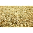 thumbnail image 3 of ProTurf Perennial Ryegrass Fine Lawn Seed by Eretz 5lb - CHOOSE SIZE! Premium Willamette Valley, Oregon Grown Grass Seed, 3 of 5