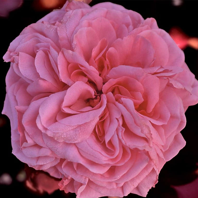 Aloha Pink Climbing Rose by Heirloom Roses - Live Climbing Rose Plants