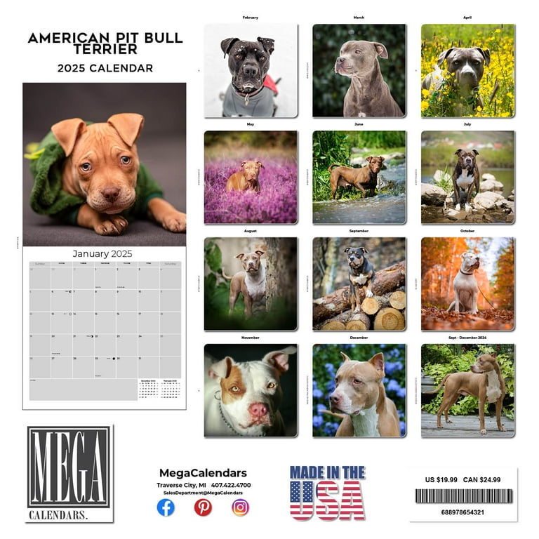 Just American Pit Bull Terriers 2025 12