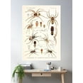 thumbnail image 2 of Vintage Spider Diagram | Insects Identification | American Spiders | Entomology Diagram Chart Poster Wall Art, Modern Wall Decor For Living Room Bedroom, 12x18 UNFRAMED, 2 of 3
