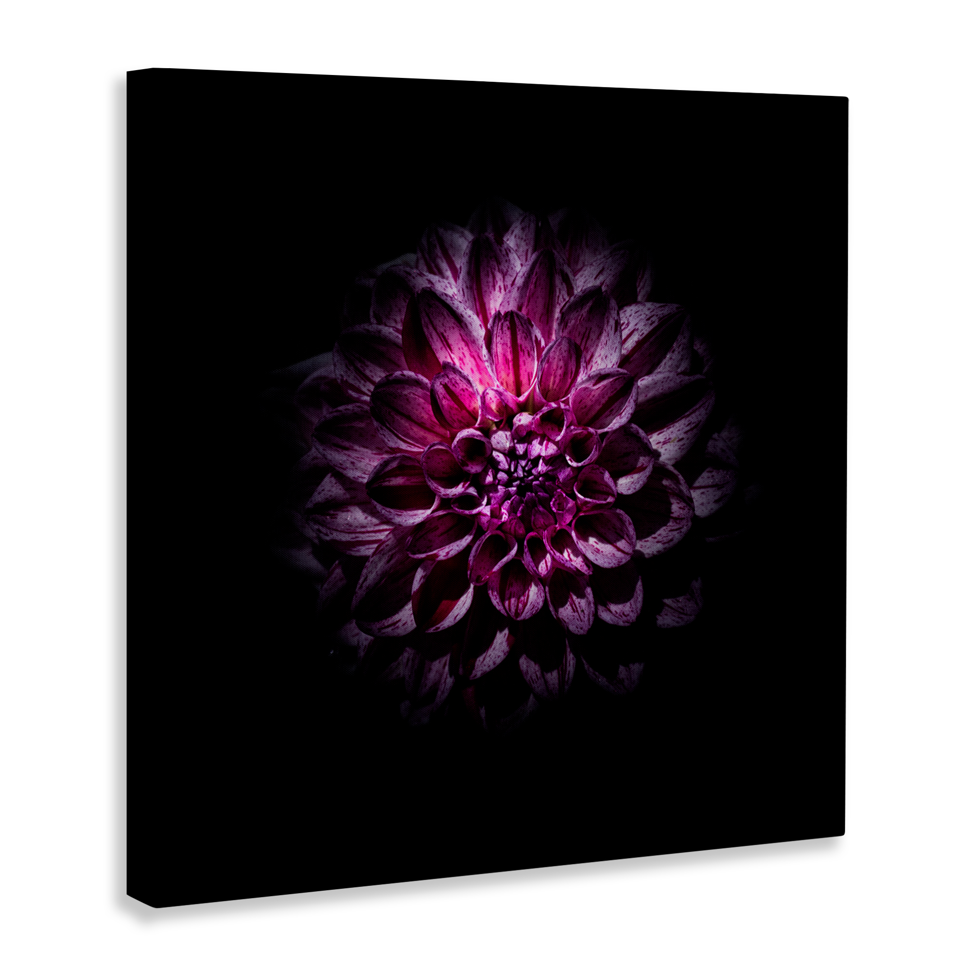 Purple Dahlia Dark Contemporary Canvas Wall Art, design by Brian Carson Photography