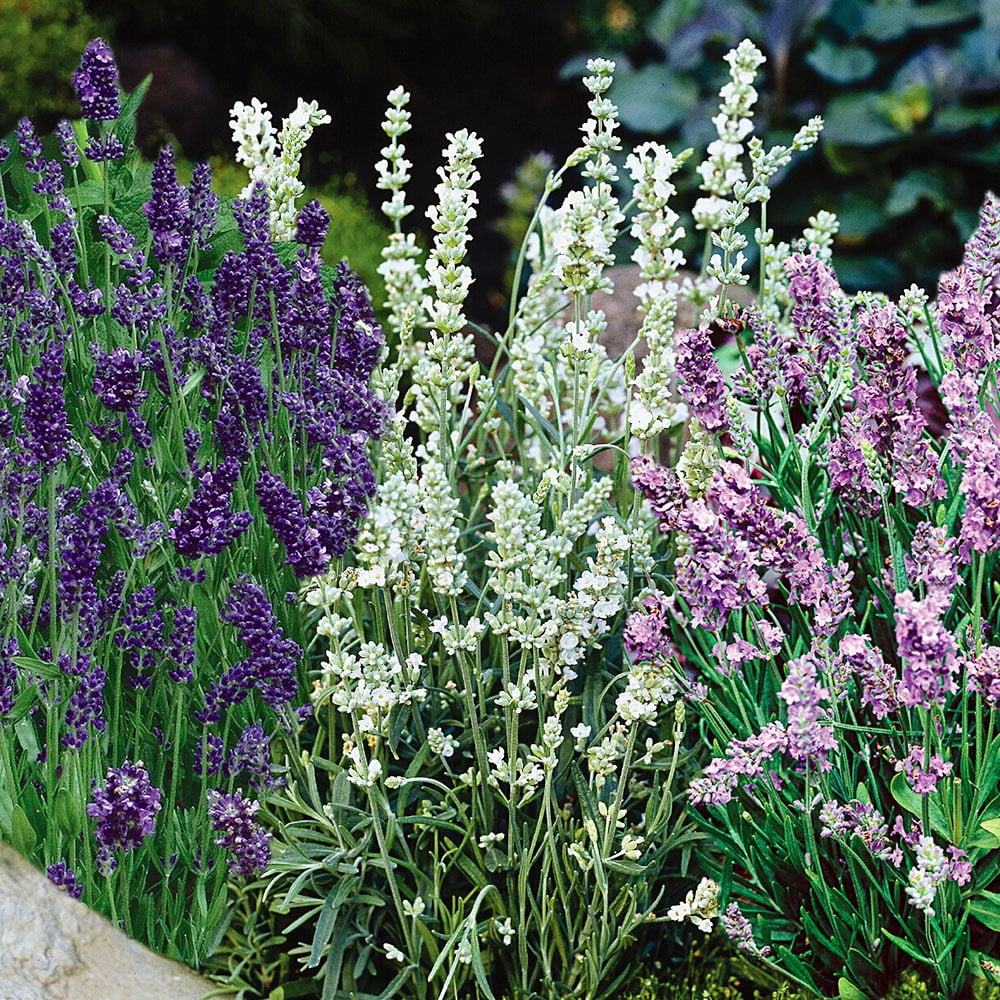 Bonnie Plants Lavender 2.32 qt.
