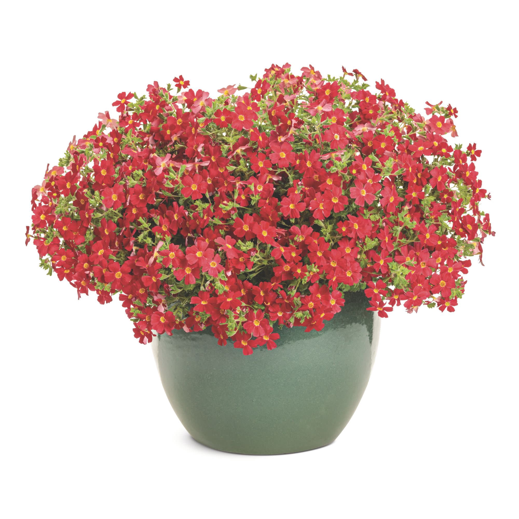 Proven Winners 4" Red Safari Lava Flow African Phlox Live Plant in 4.25" Pot (4 Count)