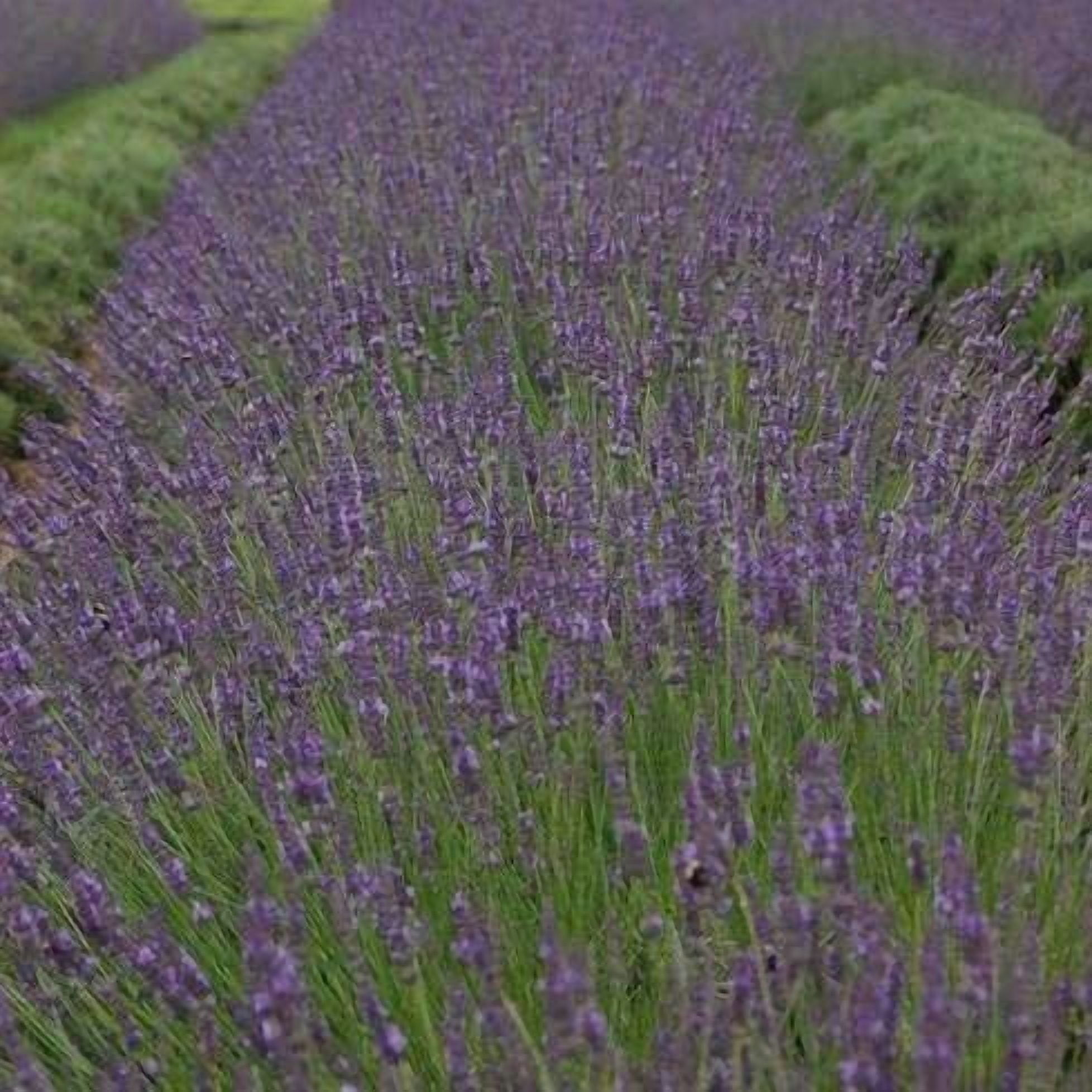 Phenomenal® Lavender Live Plants, Fragrant Purple Blooms