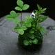 thumbnail image 5 of 2pcs Maceta de Bonsai Plants Titular de Flor Herramienta Manual para Jardinería Hogar Cocina 6cm + 12cm shamjiam Maceta de bola de musgo, 5 of 8