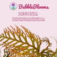 thumbnail image 2 of Begonia bipinnatifida, 2 inch Fern Leaf Begonia Pink Flower, 2 of 8