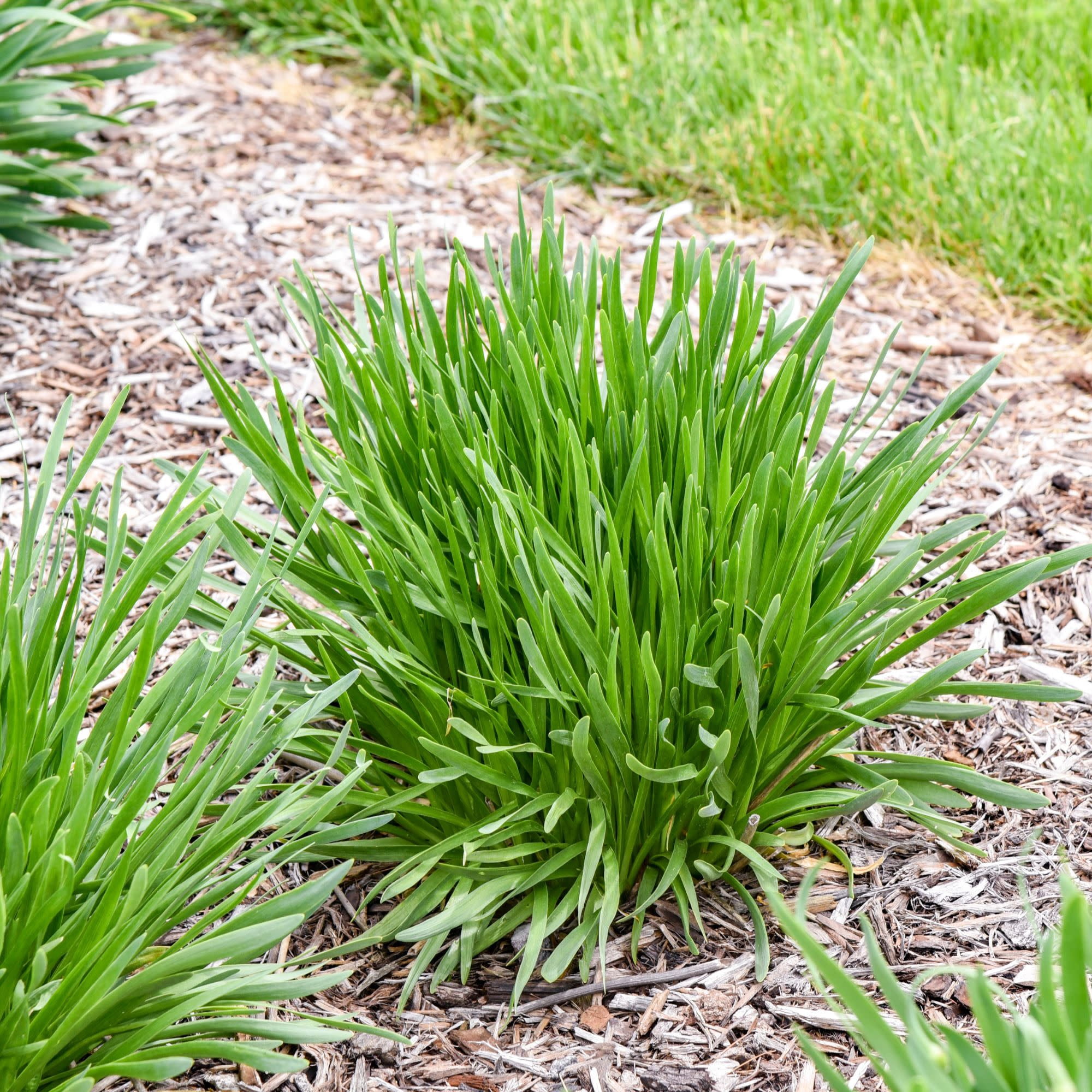 Proven Winners 6" Purple 'All the Buzz' Ornamental Onion Live Plant in 6.5" Pot