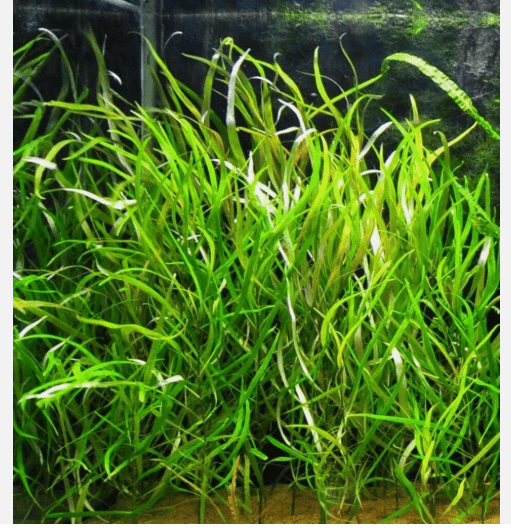 Hygrophila Angustifolia Live Aquarium Plant, Freshwater Fish Tank Aquatic Plant
