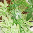 thumbnail image 2 of OUNONA Fish Tank Breeding Grass Realistic Aquarium Fish Tank Plant Green 1Set, 2 of 4
