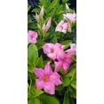 thumbnail image 3 of Mandevilla Giant Dark Pink 4 Inch Pot, 3 of 6