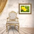 thumbnail image 3 of Eggers, Terry 14x12 Gold Ornate Wood Framed with Double Matting Museum Art Print Titled - USA-Washington State Close-up of Arrowleaf Balsamroot, 3 of 4