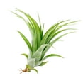 thumbnail image 2 of Tillandsia Brachycaulos Air Plant (4" Wide) - Curly Air Plant - Easy to Care Air Plant for Home Office - Best Air Plant for Beginners, 2 of 4