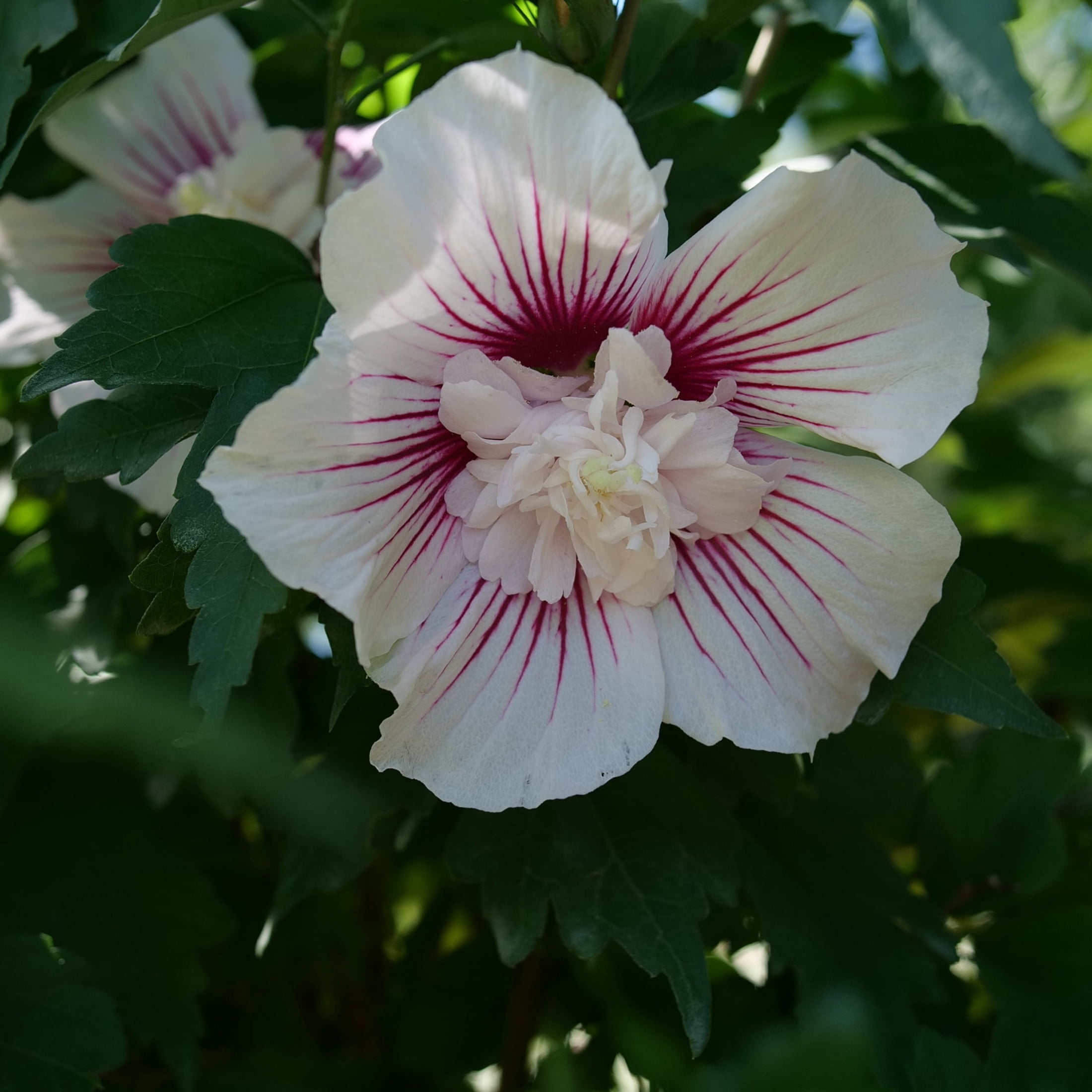 Proven Winners ColorChoice 6" Multicolor Starblast Chiffon Rose of Sharon Live Plant in 7.5" Pot