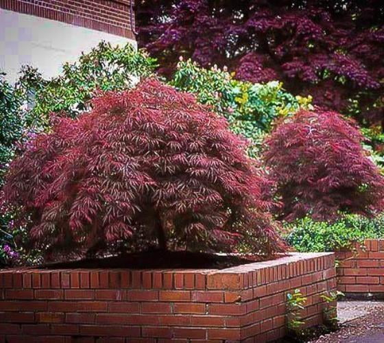 Red Dragon Japanese Maple Live Plant ( TG )