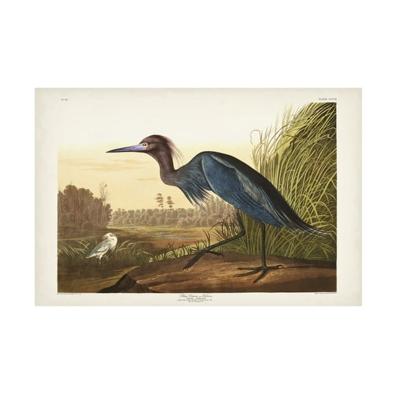 John James Audubon 'Blue Crane Or Heron' Canvas Art