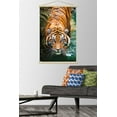 thumbnail image 3 of Tigre - Eau, 3 of 4
