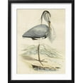 thumbnail image 2 of Art.com Antique Heron IV Art Print, Black Frame Wall Art, 17" x 21", 2 of 5