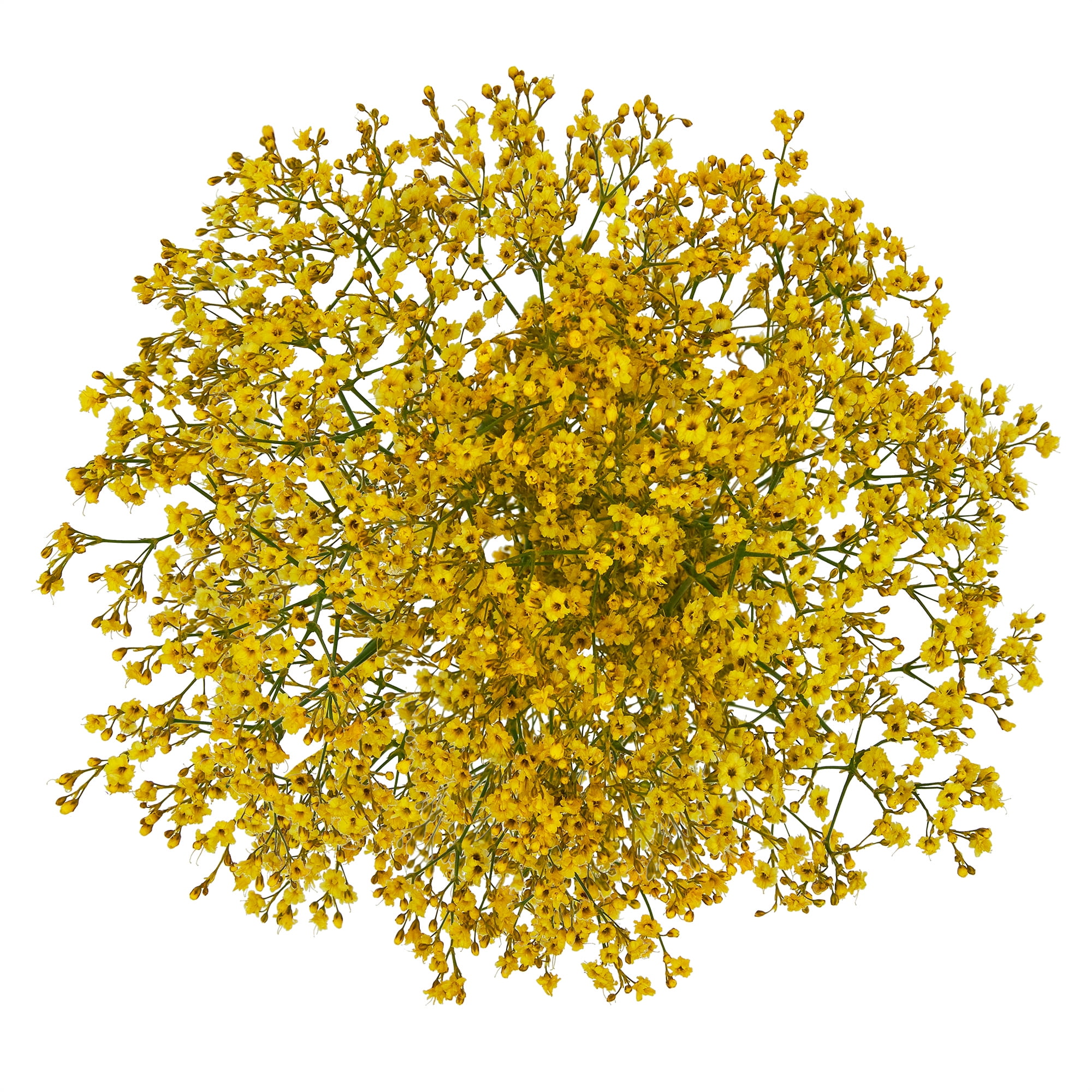 Baby's Breath (Gypsophila) Flower Bunch Small, Colors May Vary