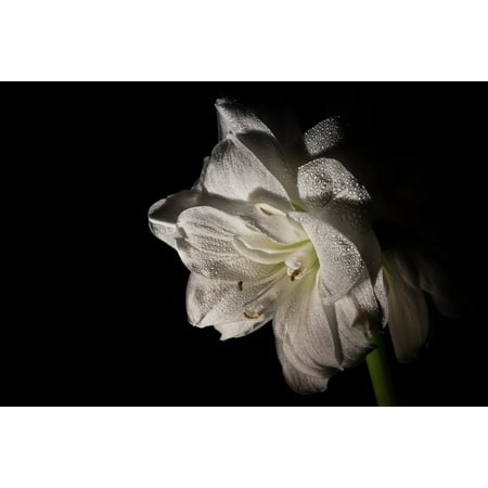 - Canvas Print Amaryllis Flower Close Amaryllis Plant Plant Stretched Canvas 10 x 14