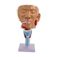 thumbnail image 3 of Cavidad Nasal Garganta Anatomía Modelo Práctico Anatómico Humano Faringe Laringe, 3 of 9
