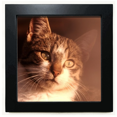 thumbnail image 1 of animal sentimental cat simpol black square frame picture wall tabletop, 1 of 3