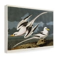 thumbnail image 3 of Trademark Fine Art John James Audubon Tropic Bird Canvas Wall Art - 18x24, 3 of 5